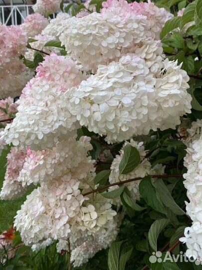 Гортензия метельчатая Ванила Фрайз