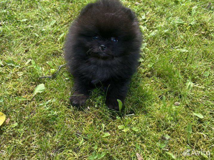 Померанский шпиц черный