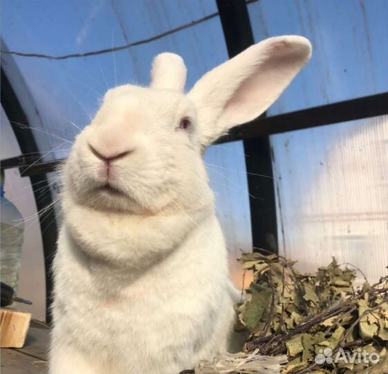 Продажа кроликов