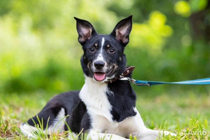 Лари ищет свою семью Собака в добрые руки