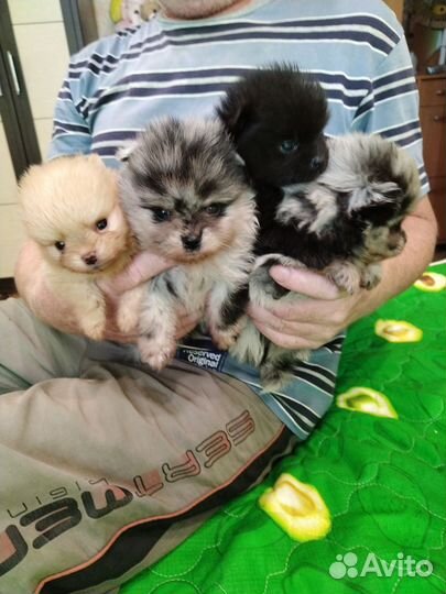 Щенки шпица