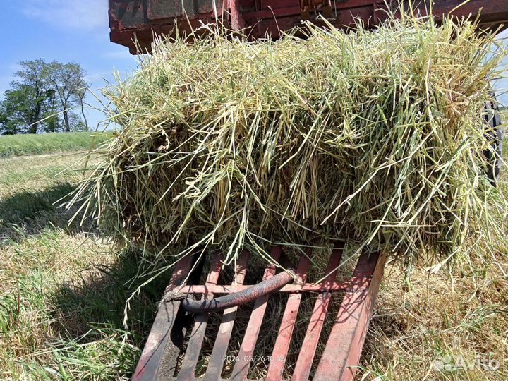 Продаю луговое сено в тюках 2024 года