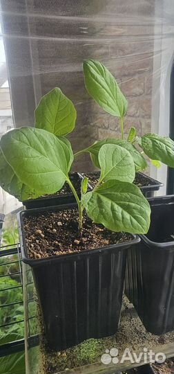 Рассада томатов перцев баклажан