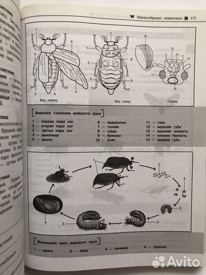 Биология Т.В. Никитинская