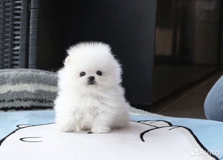 Супер мишки на дом шпицы померашки видео