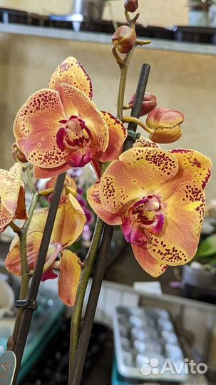 Орхидеи фаленопсис