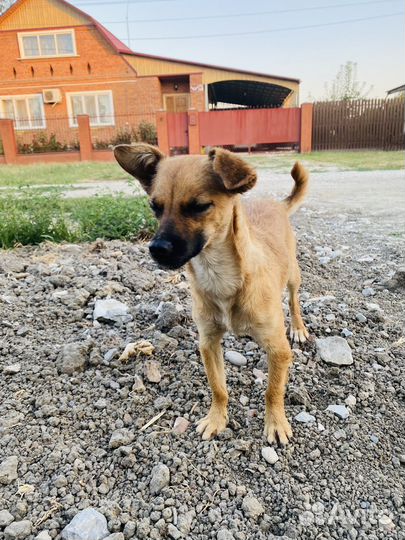 Собака малышка