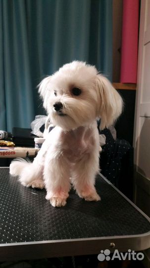 Стрижка собак и кошек- грумминг всех пород, уз чис