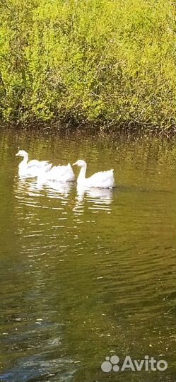 Гусаки (Гуси курчавые,ленточные)