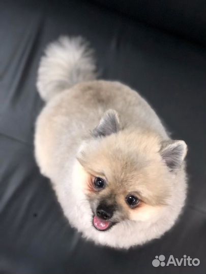 Стрижка кошек и собак