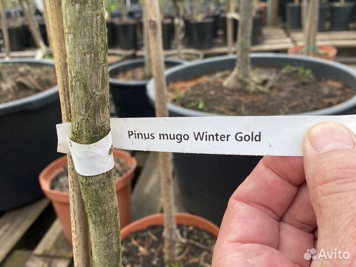 Сосны на штамбе