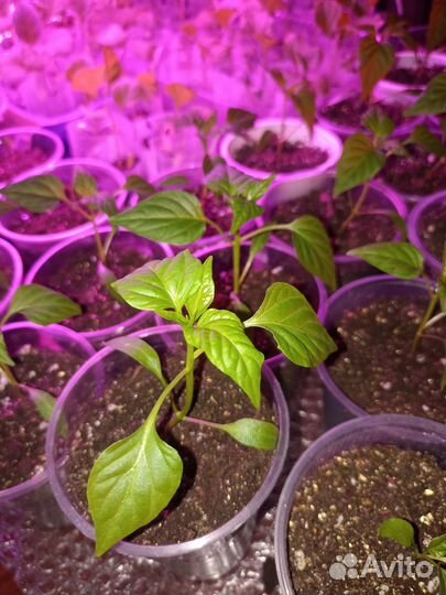 Рассада сладкого и горького перца