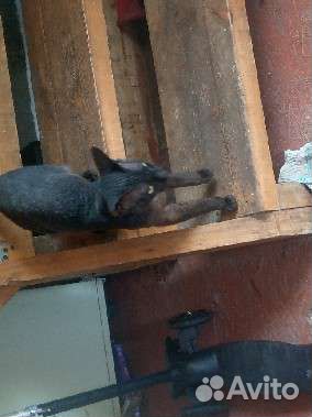 Отдам в добрые руки бесплатно