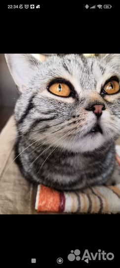 Британский кот