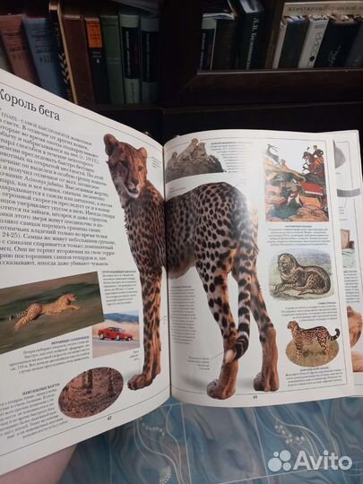 Кошки детская энциклопедия