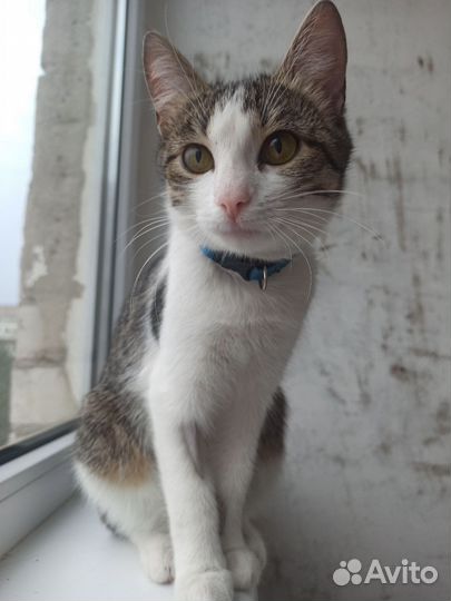 Кошка в добрые руки