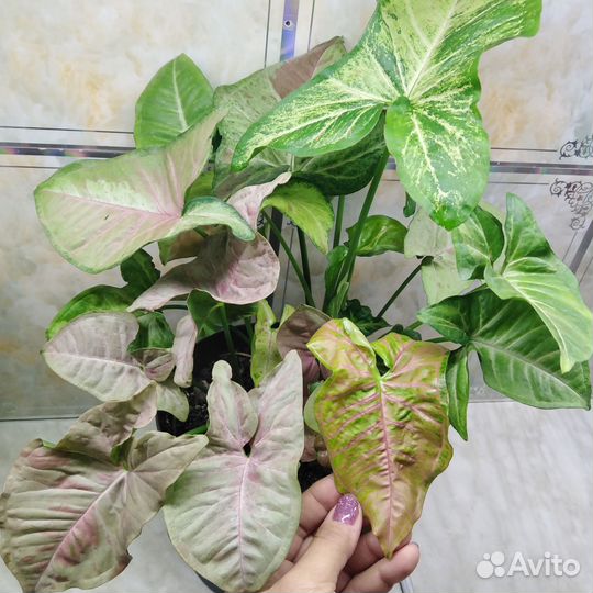 Комнатные цветы Сортовые