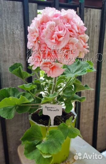 Пеларгония Ириол-Eternite герань сортовая