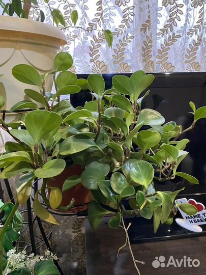 Пеперомия комнатный цветок