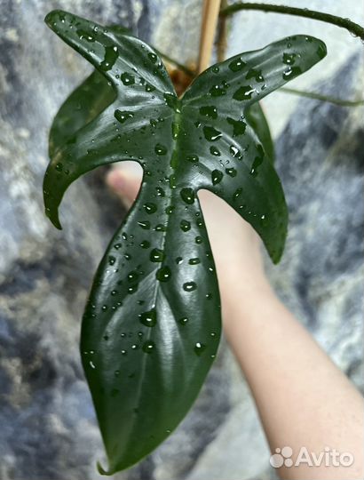 Филодендрон Гитара