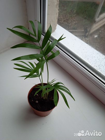 Пальма хамедорея