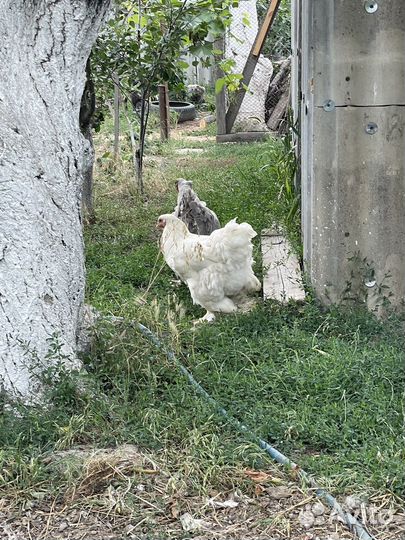 Куры брама ия инкубационное яйцо