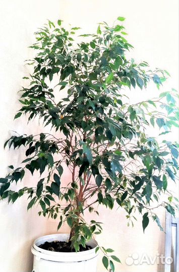 Цветок фикус Бенджамина