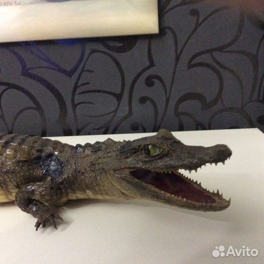 Чучело живого крокодила