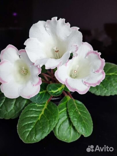 Глоксинии махровые цветущие