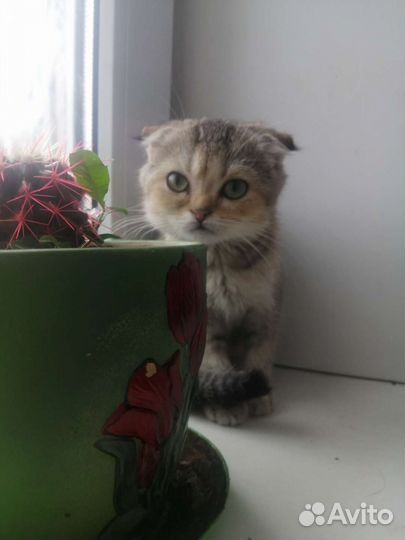 Золотые котятки