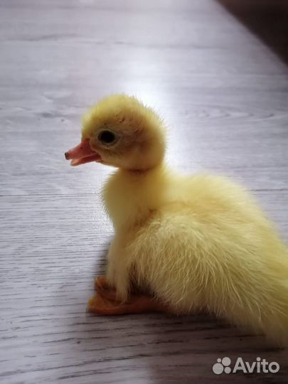 Утята индоутки