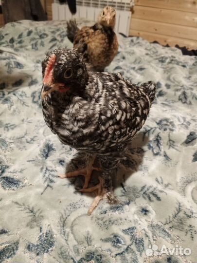 Породные куры, цыплята,яйцо,перепела