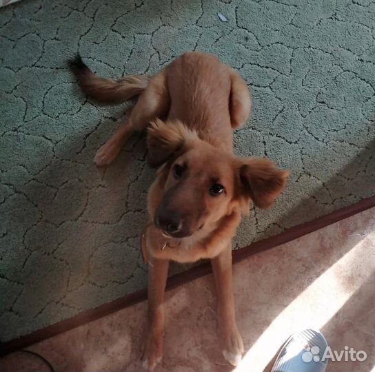 Щенок ищет семью