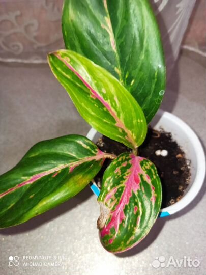 Комнатные растения