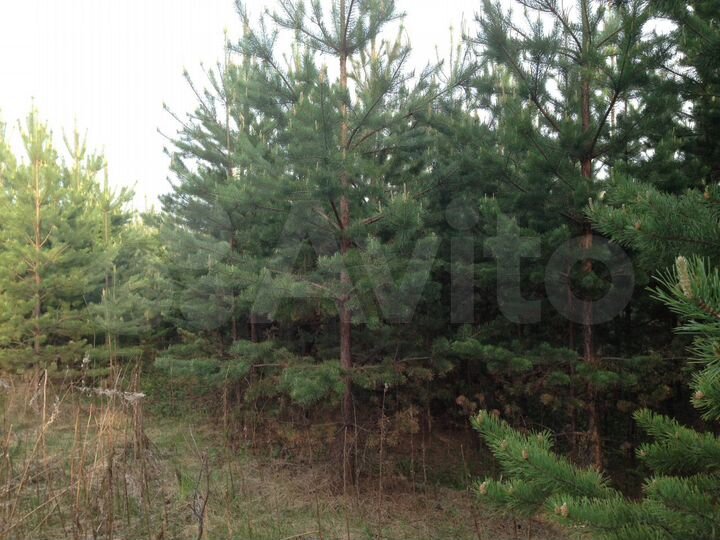 Участок 8 сот. (СНТ, ДНП)