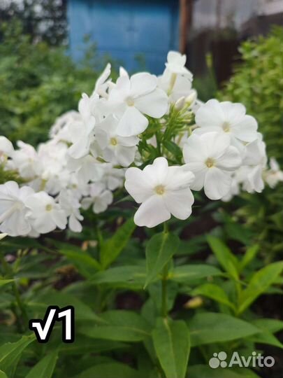 Флокс метельчатый