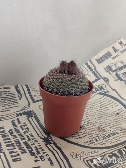 Кактусы цветущие