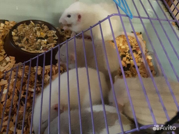 Декоративная крыса