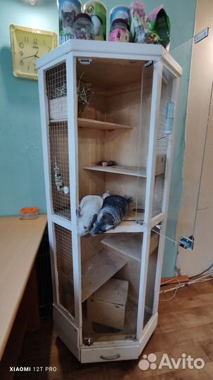 Шиншиллы пара