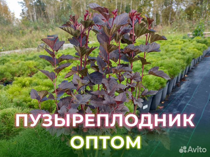 Пузыреплодник Schuch Шух Саженцы Оптом