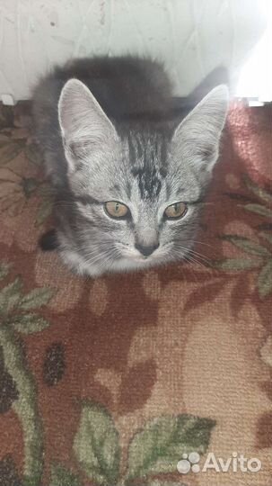 Котята в добрые руки. Бесплатно