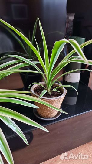 Хлорофитум