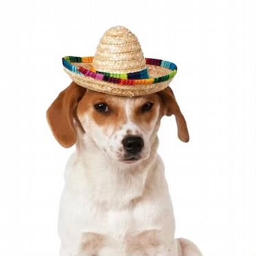 Сомбреро для домашнего питомца