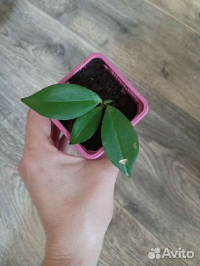Комнатные растения