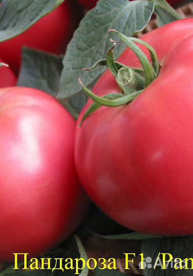Семена Томата 