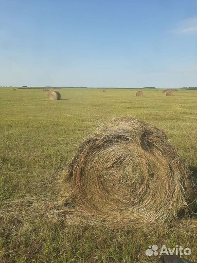Сено в рулонах(полевое)