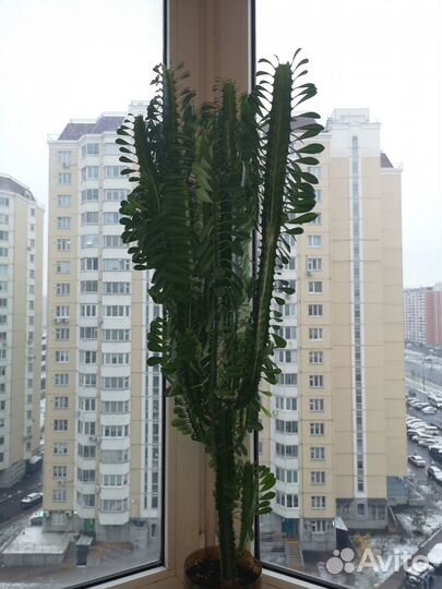 Молочай треугольный