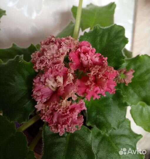 Фиалки листы, детки