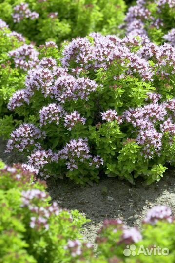 Иссоп, душица, мята, мелиса лук многолетний