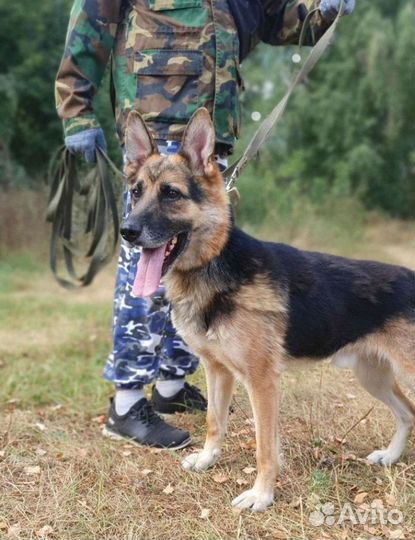 Немецкая овчарка в дар